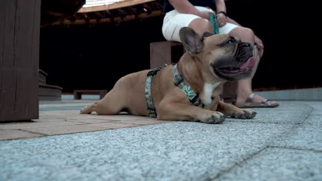 4k video of a adorable french bulldog lying on tile floor while it's owner sitting behind holding its leash in lidzbark, poland
