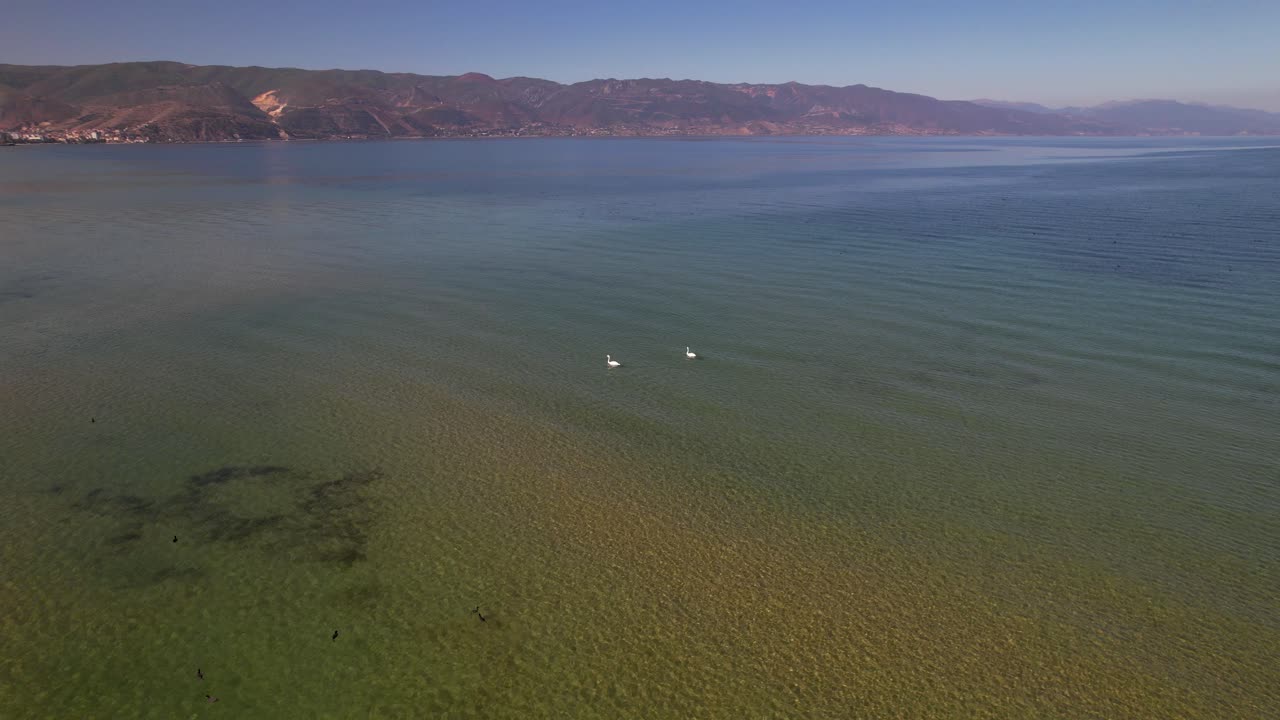 Couple of white swans on shore of lake Ohrid with shallow water, aerial circle panorama
