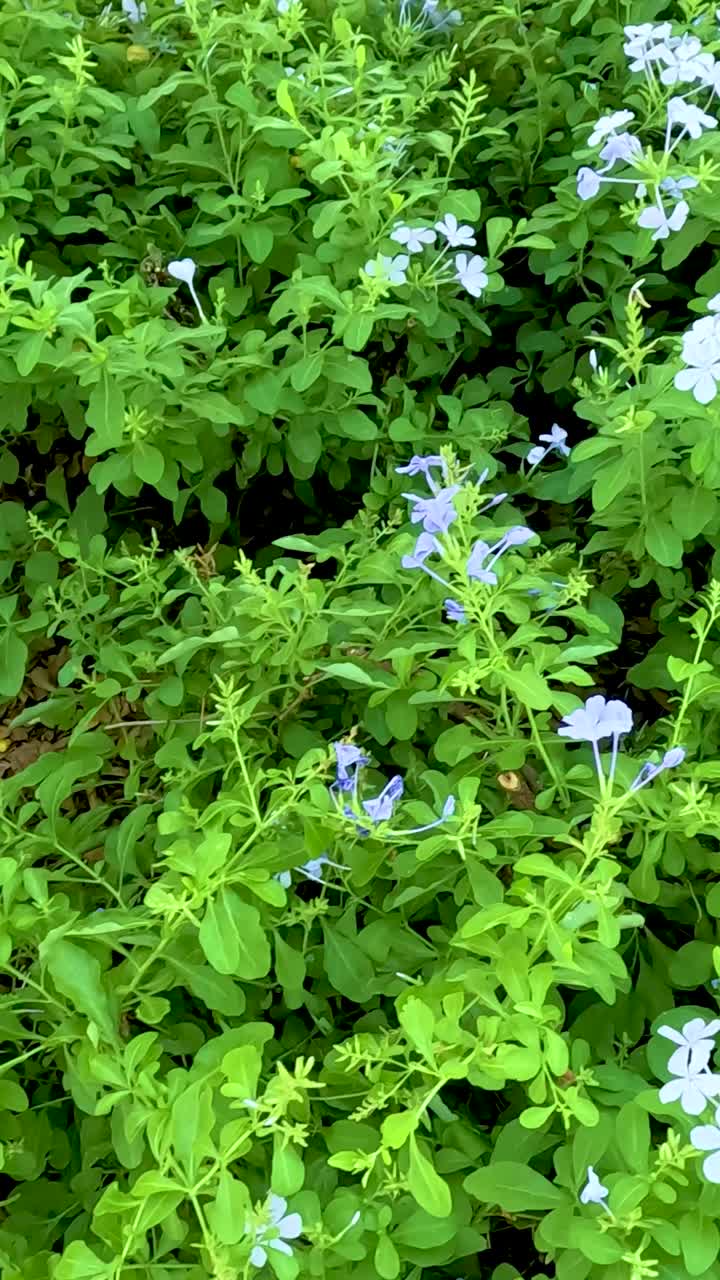 Fogliame verde vibrante e fiori delicati in un tranquillo giardino, catturati alla luce naturale del giorno con un leggero movimento di macchina.