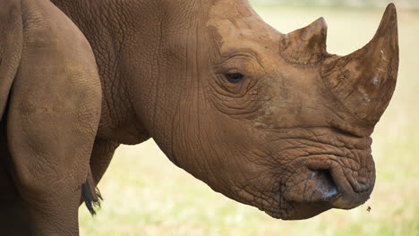 Nashorn-Im-Freien