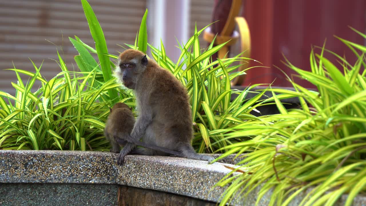 madre y hijo macaco comedor de cangrejos, macaco de cola larga, macaca fascicularis avistado en un parque urbano, el pequeño se aferra fuertemente a su madre mientras camina con sus patas prensiles, toma de cerca