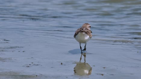 Gesehen-An-Einer-Küste-Ganz-In-Der-Nähe-Des-Wassers,-Die-Sich-Alleine-Ernährt-Und-Dann-Nach-Links-Weggeht,-Rothalsstrandläufer-Calidris-Ruficollis,-Thailand