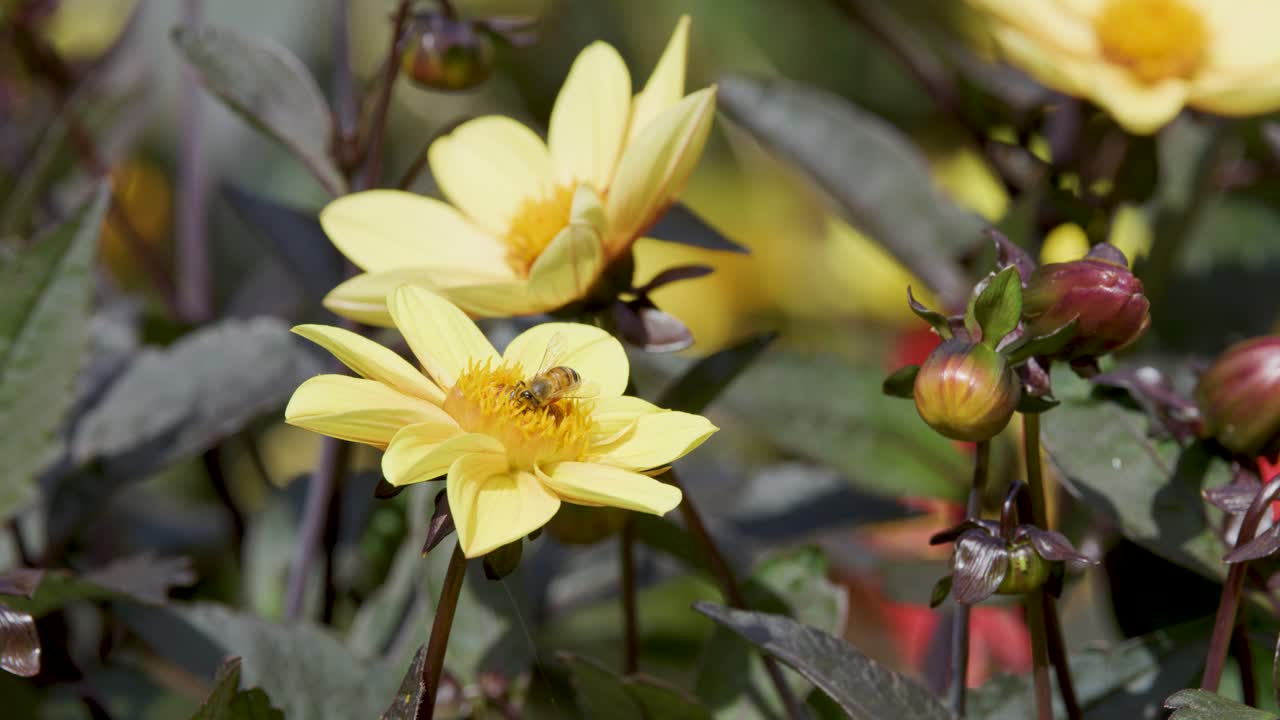 A honeybee actively feeds and gathers pollen from yellow flower petals in a sunlit garden, captured in close-up with steady camera framing
