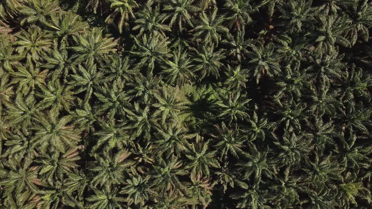 화창한 날 코스타리카 케포스 인근의 대형 야자유 농장