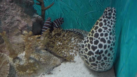 moray eel gymnothorax javanicus in an aquarium fish tank with artificial reef