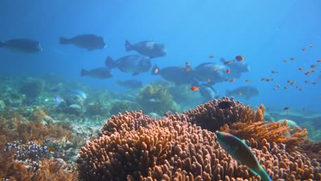 Ein-Wunderschöner-Anblick,-Wenn-Eine-Große-Gruppe-Von-Büffelköpfen-Ein-Flaches-Buntes-Riff-In-Indonesien-Durchstreift