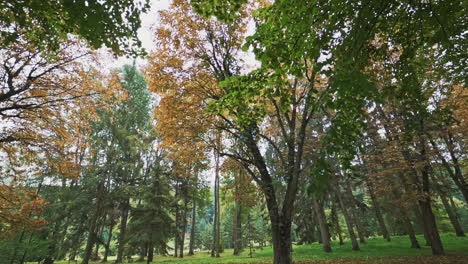 beautiful view of green and yellow trees in a bright sunny day. natural landscape in the autumn park. camera moves round.