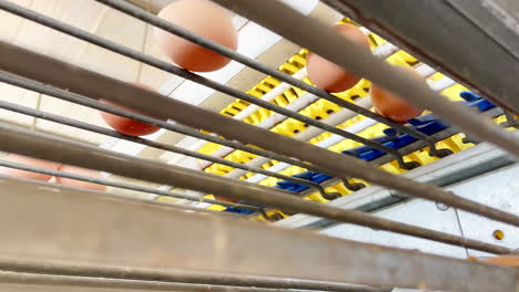a machine sorts fresh and delicious eggs straight from the farm to your table in panama, stock up on quality chicken farm eggs with egg belt