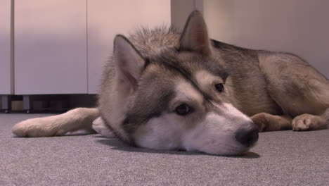 low angle view: cute husky dog relaxes on carpet, looking at camera