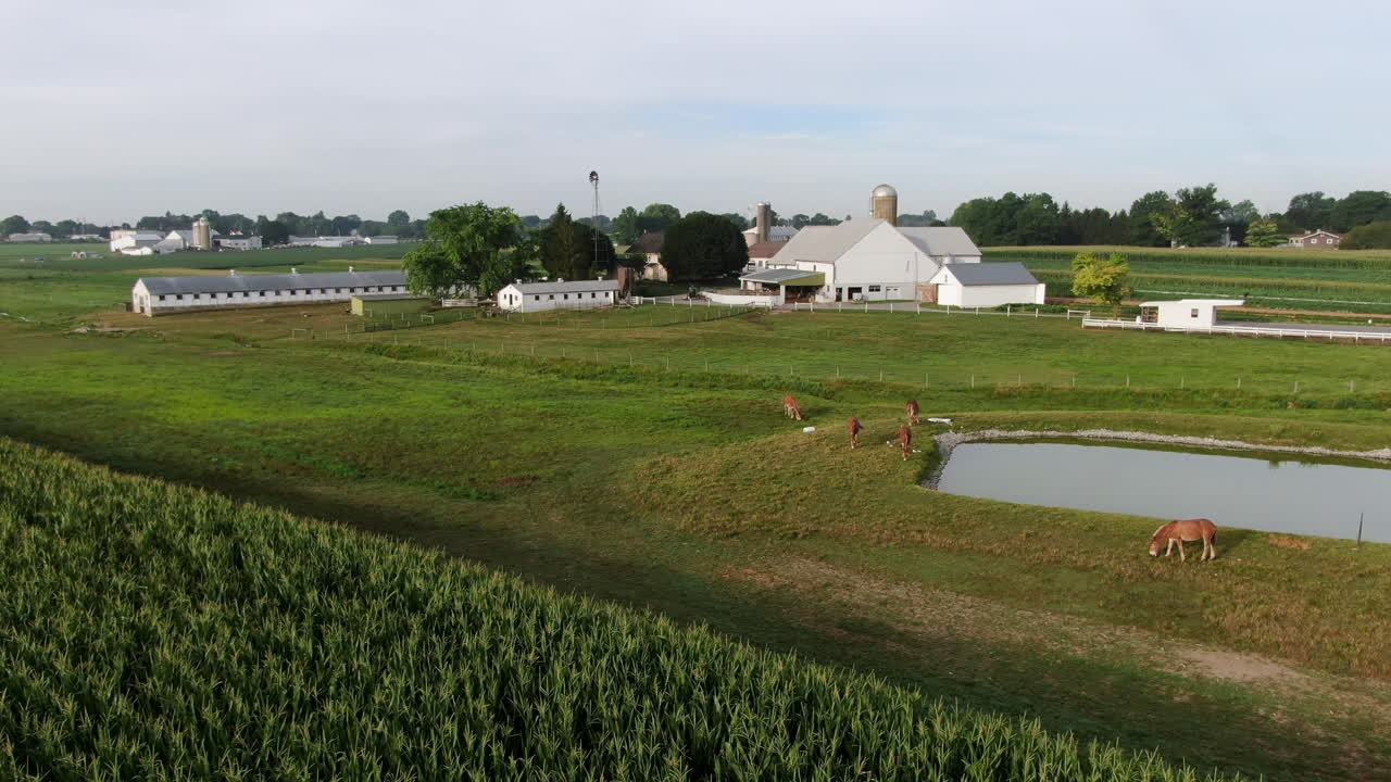 Horses and mules in meadow pasture by pond and corn field, traditional Amish family farm barn and buildings, rural farmland in Lancaster County, Pennsylvania USA