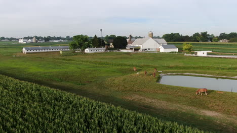 Caballos-Y-Mulas-En-Pastos-De-Pradera-Por-Estanque-Y-Campo-De-Maíz,-Granero-Y-Edificios-Tradicionales-De-La-Granja-Familiar-Amish,-Tierras-De-Cultivo-Rurales-En-El-Condado-De-Lancaster,-Pensilvania,-Ee.uu.