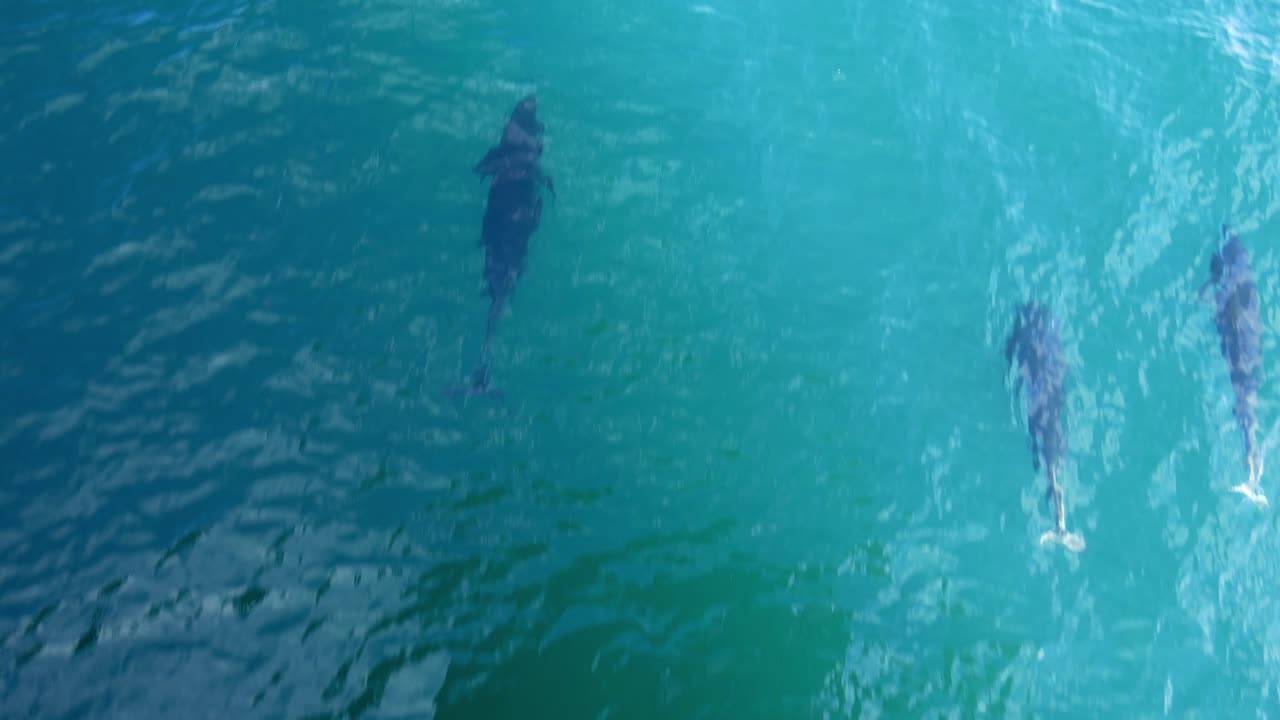 Three right-whale dolphins swim beneath boat