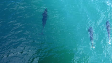 tres delfines ballena franca nadan debajo del barco