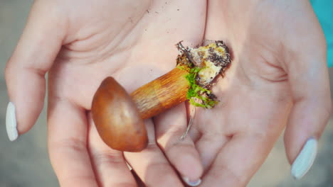 Little boletus with brown cap in woman hands. Close up freshly picked mushroom