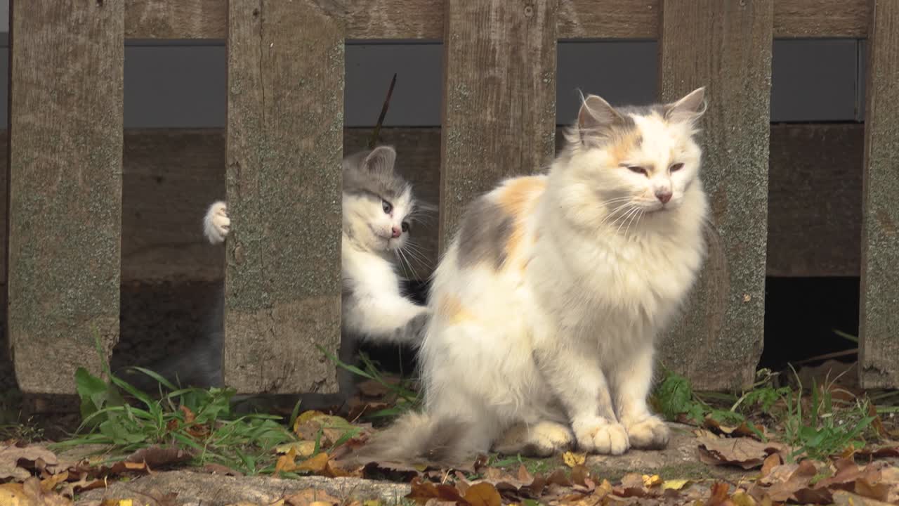 斑点のある猫は小さな赤ちゃんと遊んでいた