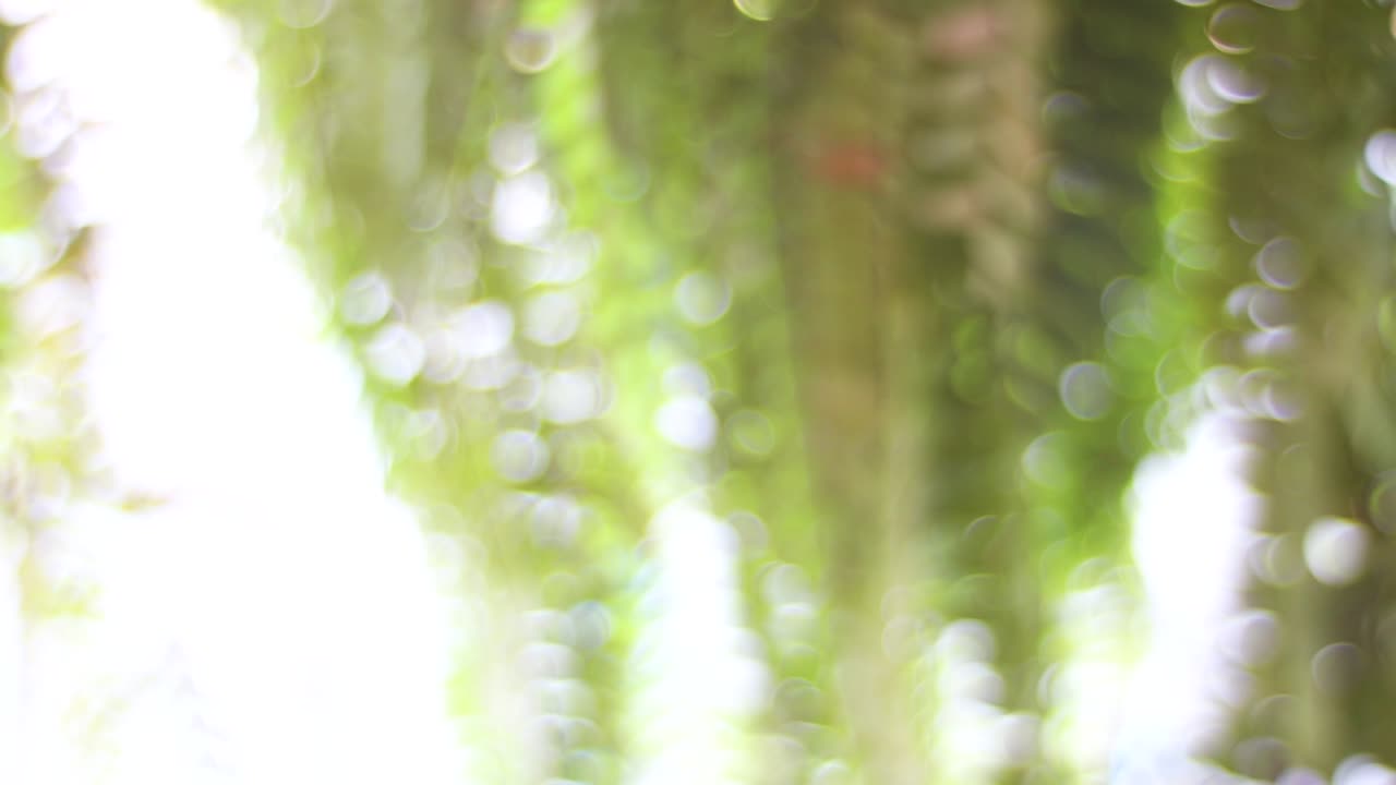 아름답고 흐릿한 녹색 자연 보케 배경, 나무 잎자루를 통과하는 빛, 아름다운 녹색 생생한 자연 비디오 보케 추상적인 배경.