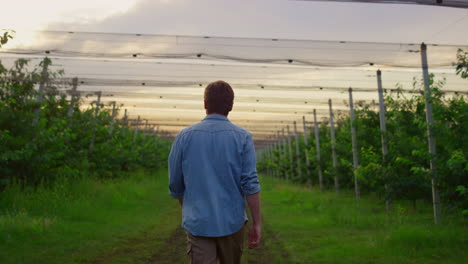 Hombre-Granjero-Caminando-Solo-En-Invernadero-En-Una-Hermosa-Plantación-Agrícola-Al-Atardecer.