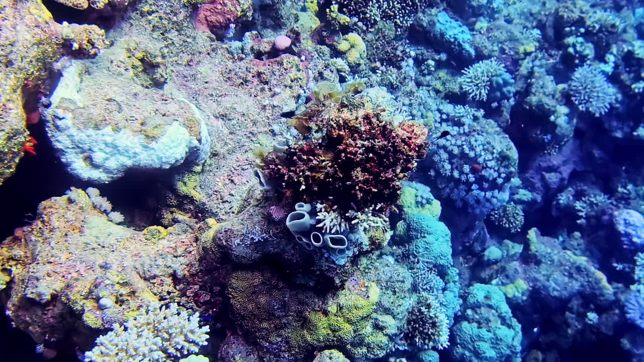 Rocky Coral Reefs in Clear Blue Waters Showcasing Diverse Marine Biodiversity