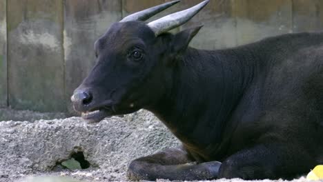 Búfalo-Anoa-De-Las-Tierras-Bajas-Masticando-Mientras-Está-En-El-Suelo-En-El-Zoológico