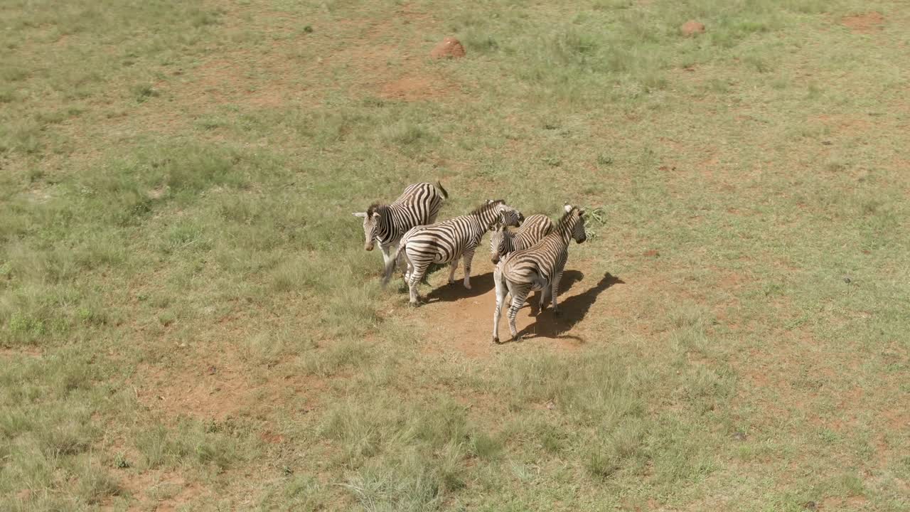 Drone, Four zebra standing close to each other on hot day in the wild and yawning