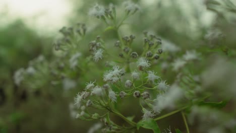 close-up of dew-covered wildflowers with soft focus background, conveying a serene natural atmosphere