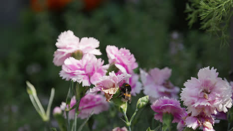 honey bumble bee collecting pollen from pink and purple carnation flowers, on a sunny summers day
