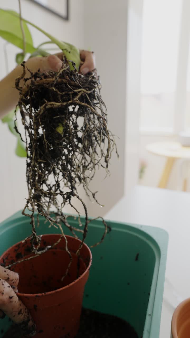 repotamiento de una planta de interior