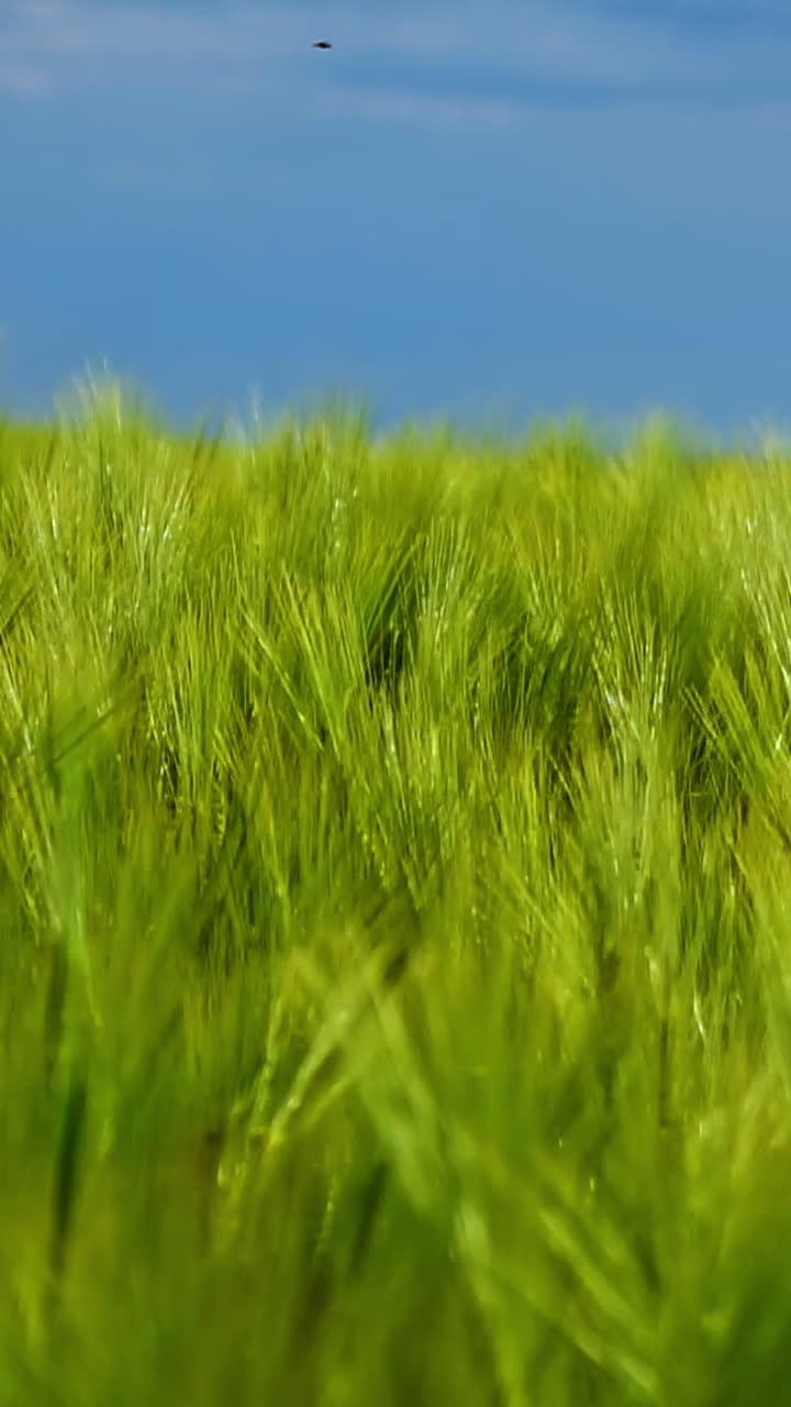 Green field under blue sky. Fresh spikelets of organic plants growing in agricultural place. Plants swaying in wind. Green nature background. Vertical video