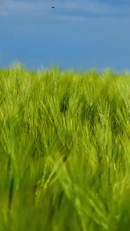 green field under blue sky. fresh spikelets of organic plants growing in agricultural place. plants swaying in wind. green nature background. vertical video