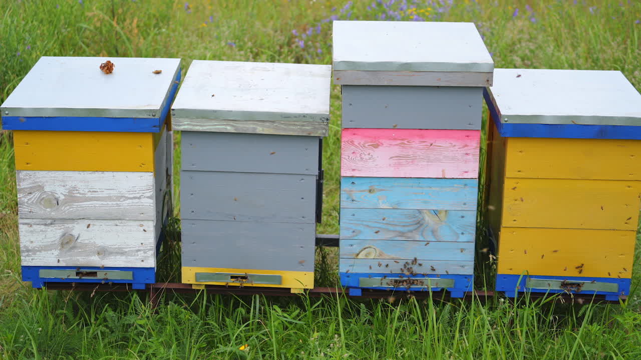 Four hives of different high stand at apiary on green grass. Colorful hives in a meadow at sunny summer day.