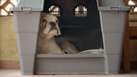 Close-up-and-slow-motion-of-white-boxer-dog-in-kennel