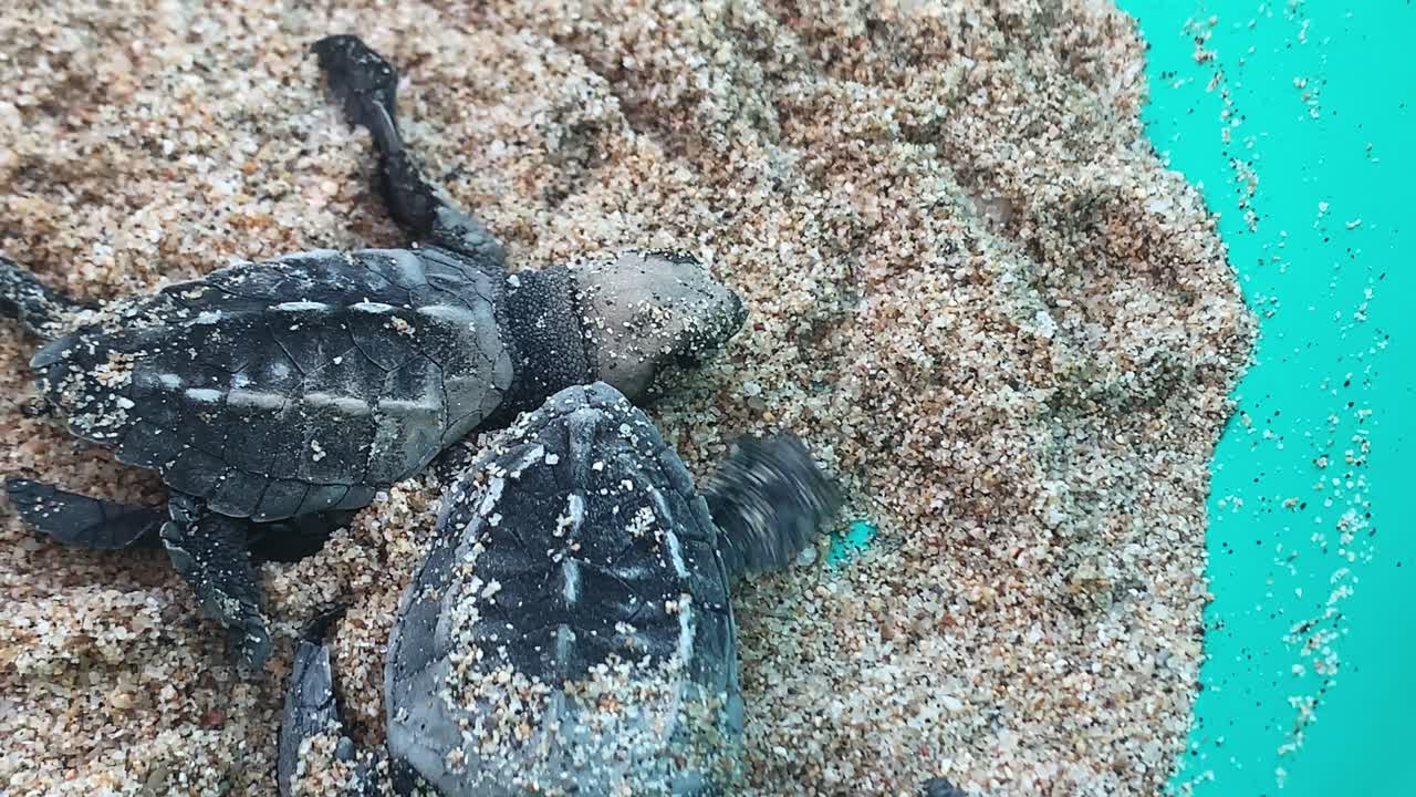 extreme close up on two Baby Leatherback turtles in a pot with sand