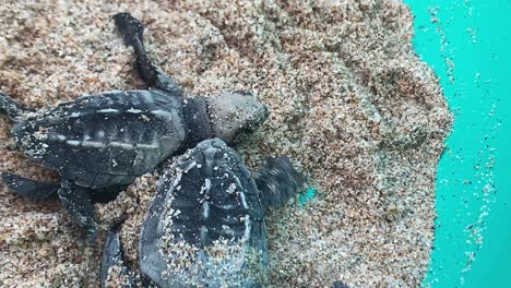 extreme close up on two baby leatherback turtles in a pot with sand