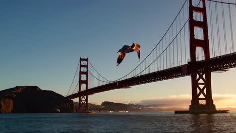 golden gate bridge at sunrise with seagull