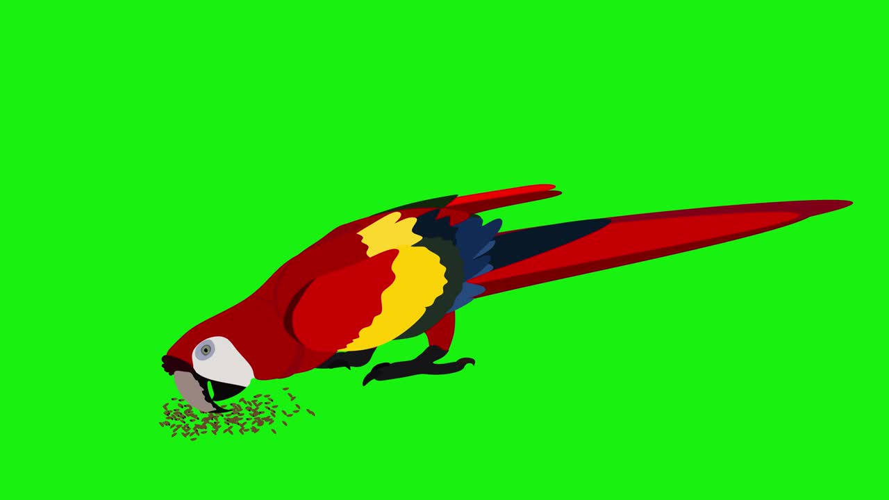 animación de un guacamayo rojo caminando y comiendo semillas