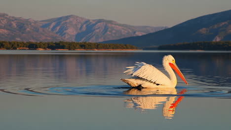 pelican on a serene mountain lake at golden hour
