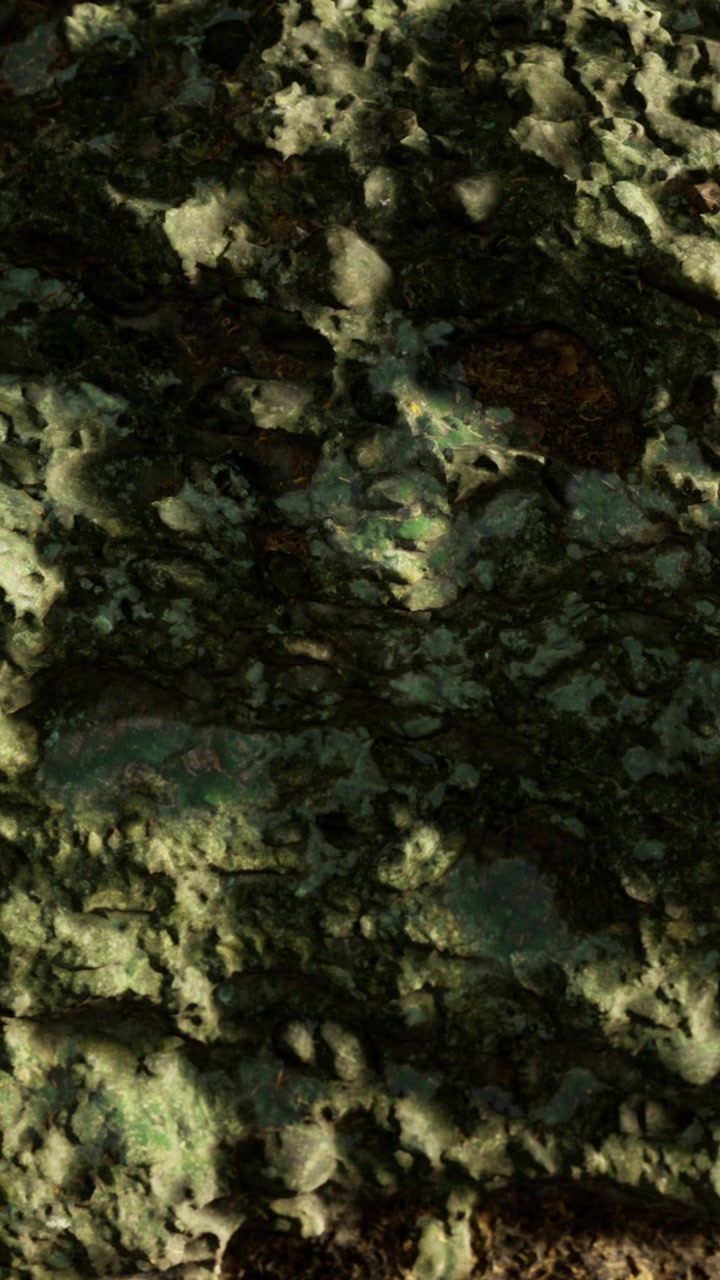 Mysterious green landscape reveals hidden textures under soft light