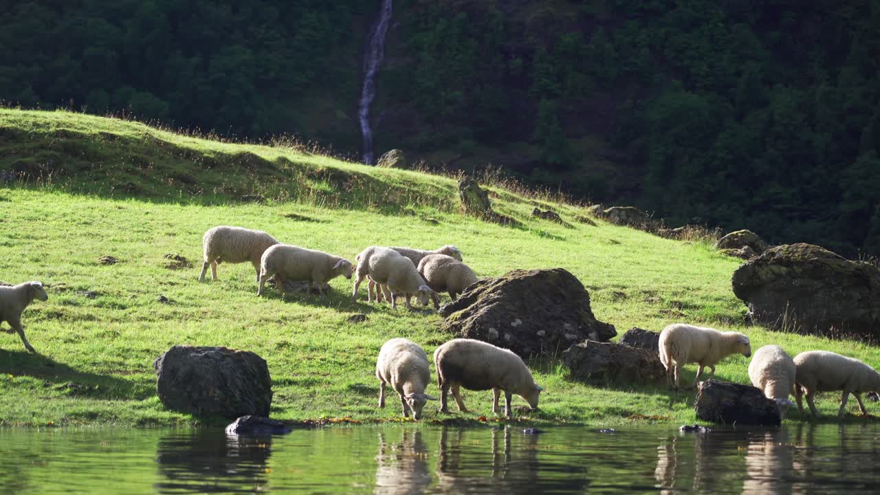 ovejas pastando a orillas del fiordo naeroy, noruega