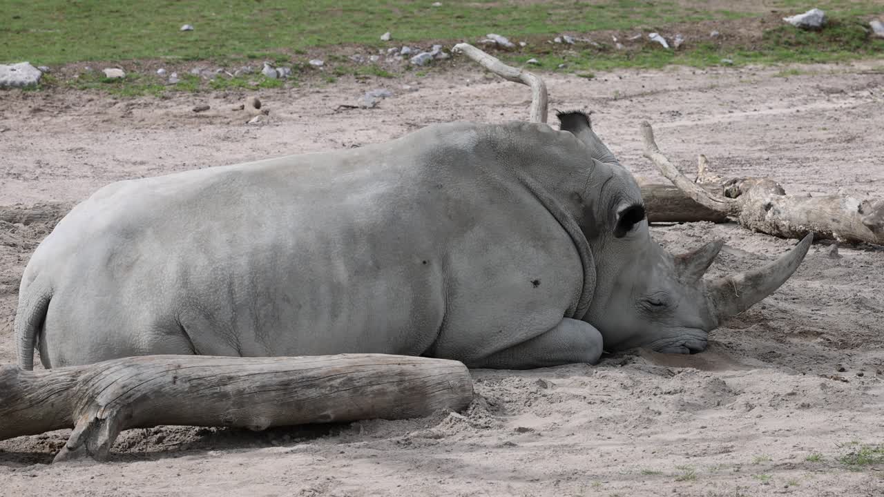 disparo de cerca de un rinoceronte blanco durmiendo al aire libre en el desierto del parque nacional