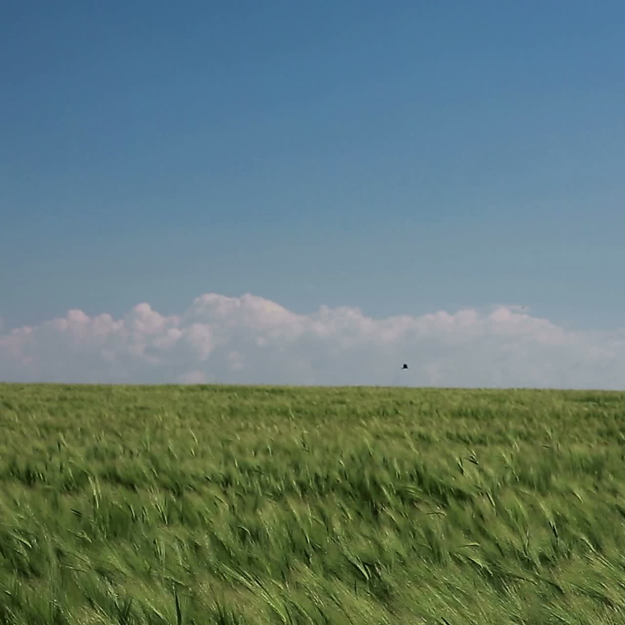 Green Wheat In The Field