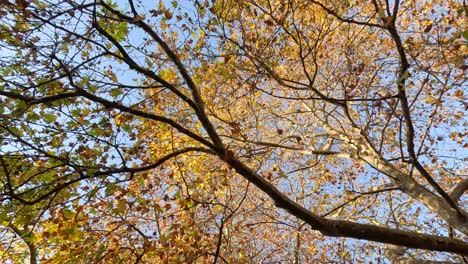 golden leaves on trees during fall in melbourne