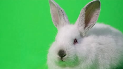 white rabbit on green screen