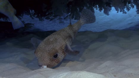 porcupinefish picking a seashell from the sand to break it open