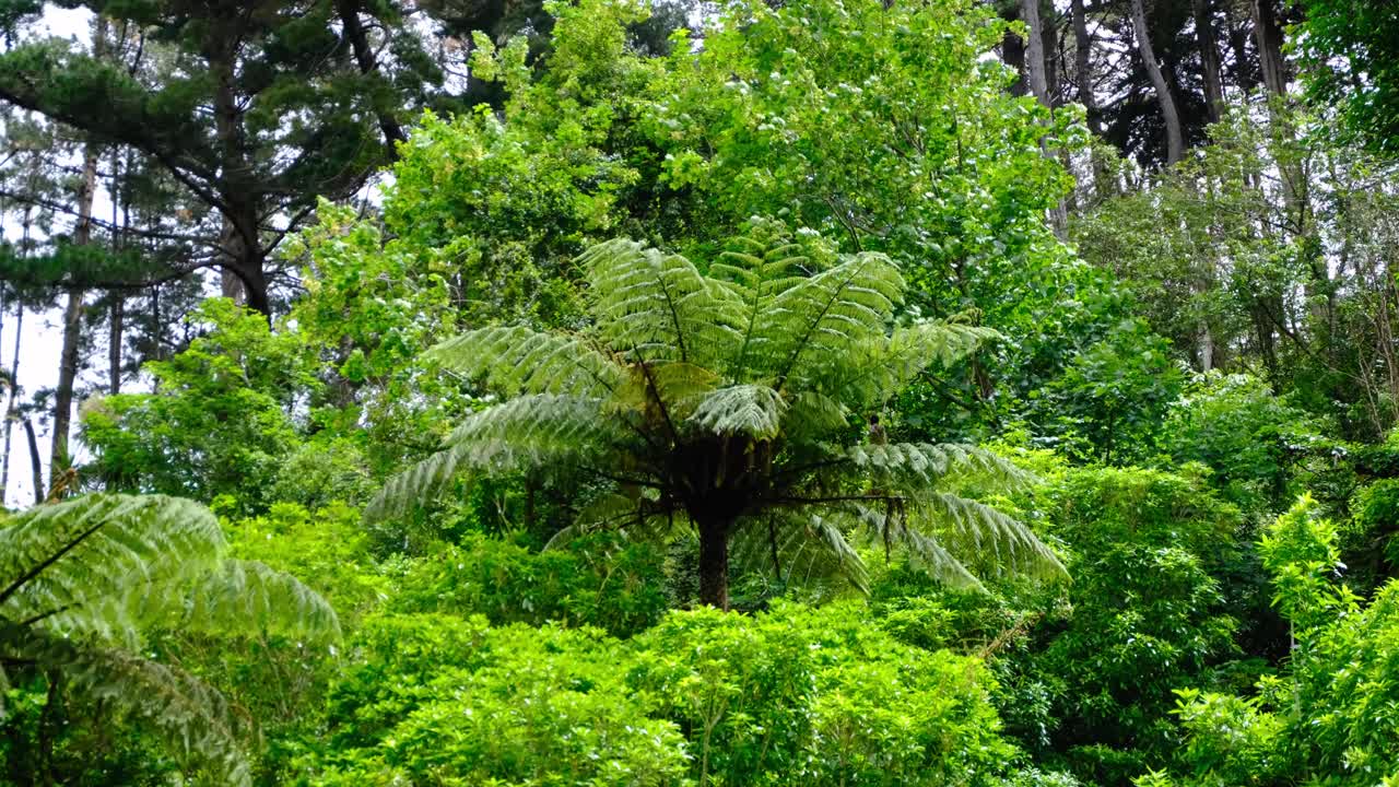 New Zealand fern tree growing in forest with fronds moving and dancing in wind of Wellington NZ Aotearoa