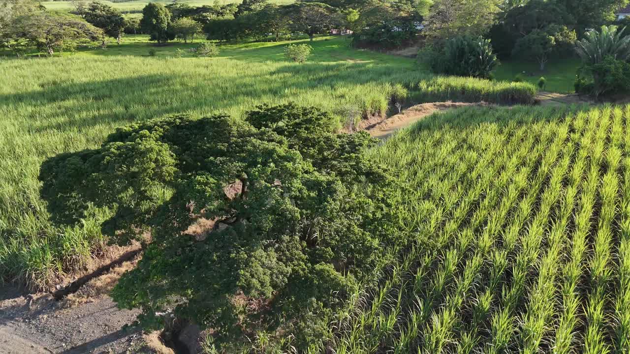 Lone tree in the middle of farmland