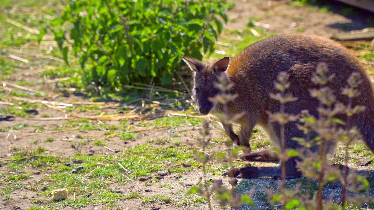 Wallaby che si nutre di vegetali in un parco faunistico nel Lincolnshire, Regno Unito.