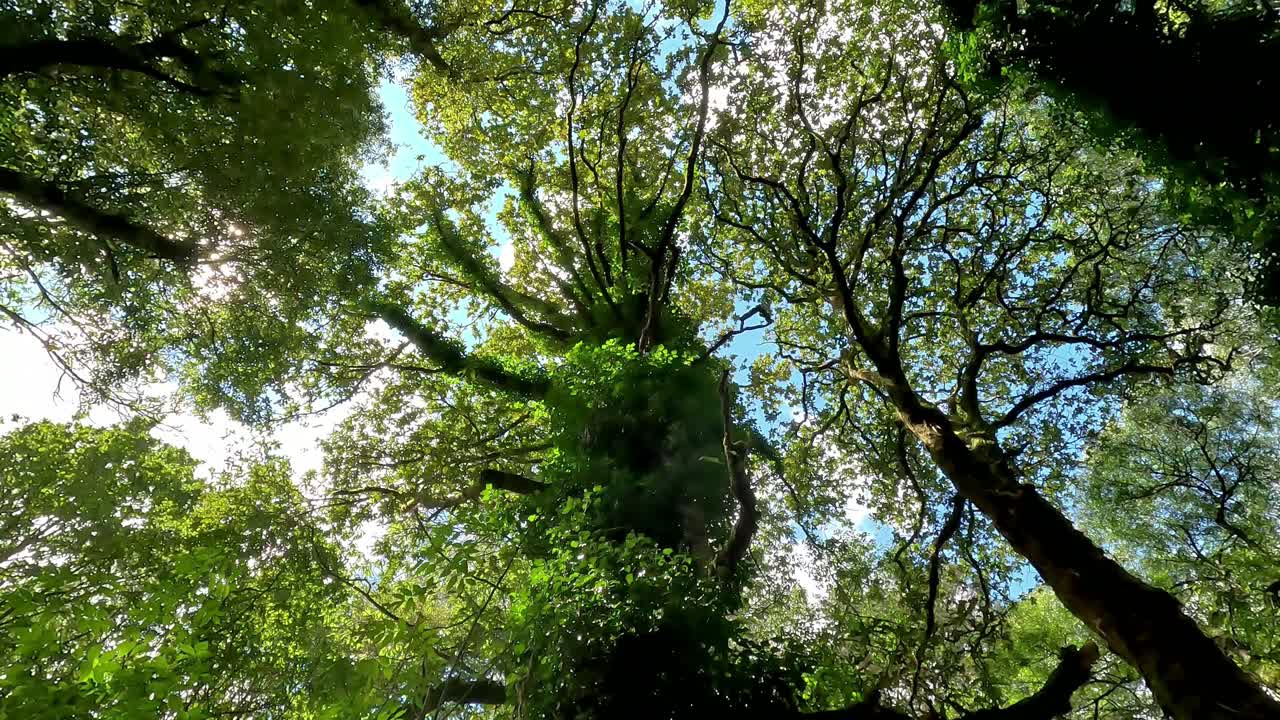 de baixo para cima entre os topos dos carvalhos com o céu azul entre os ramos fortes cheios de folhas verdes na floresta, árvores nativas protegidas na natureza, disparou para cima