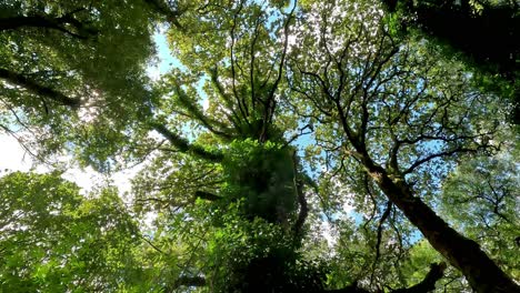 from bottom to top between the tops of the oaks with the blue sky between the strong branches full of green leaves in the forest, native trees protected in nature, shot up