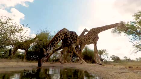 Eine-Niedrige-Ansicht-Einer-Giraffe,-Die-An-Der-Wasserstelle-Trinkt,-Während-Die-Anderen-Wache-Halten