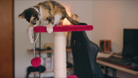 Gatito-Calico-Juega-Con-Su-Poste-Rascando-La-Pelota-Tiro-Largo